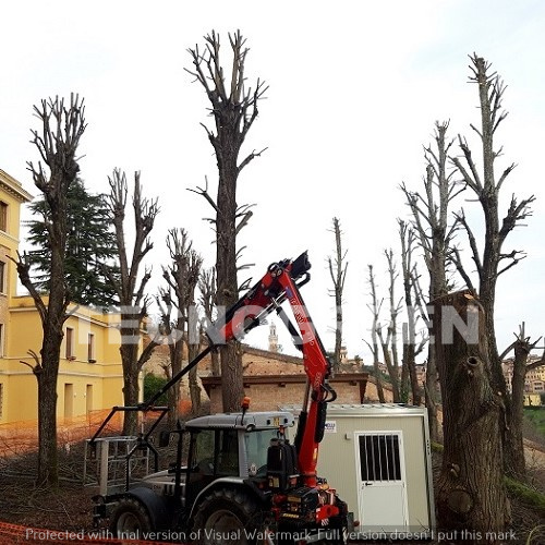 Piante Alto Fusto Potatura e Abbattimento in Toscana